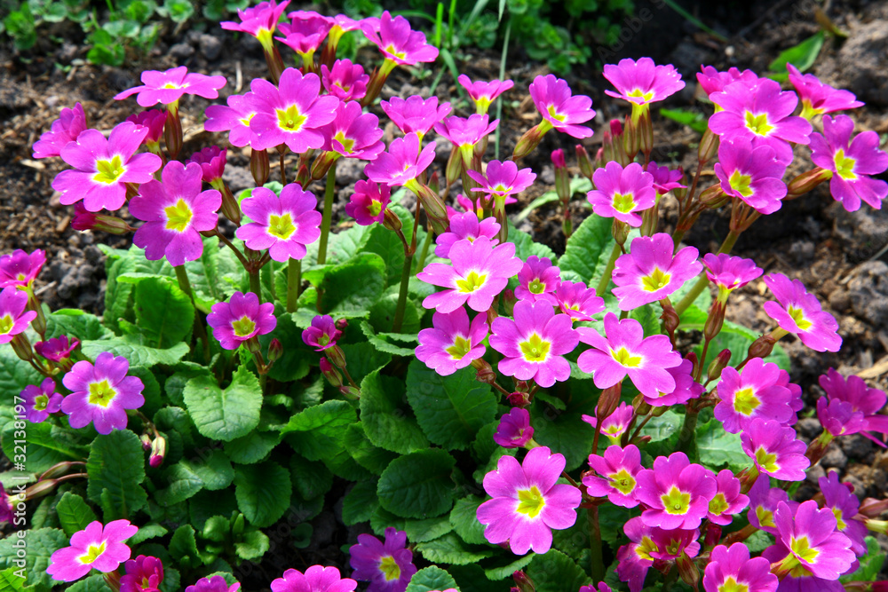 Primula in the garden Primula in the garden