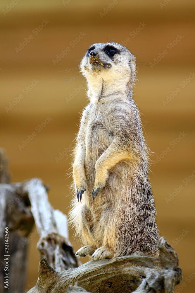 Fototapeta premium Suricate en alerte