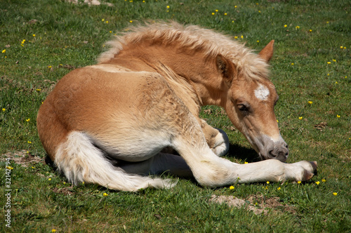 Cavallo piccolo © Buffy1982