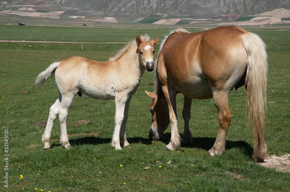 Mamma con cavallino Mamma con cavallino