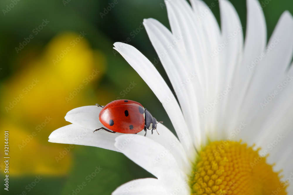 red ladybug on flower petal