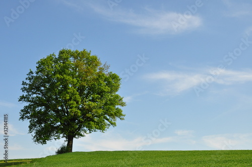 einsamer Baum am Horizont