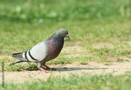 Grey Pigeon