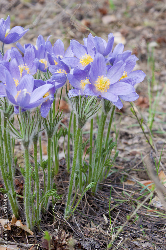 Snowdrops bloom in spring