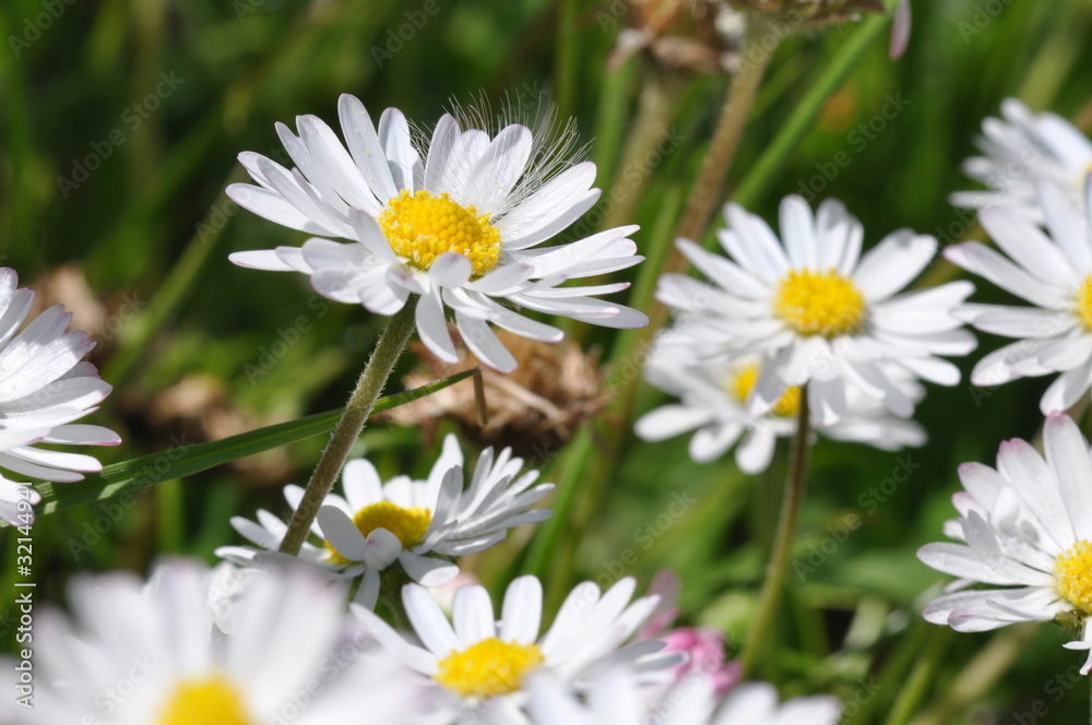 Gänseblümchen 3