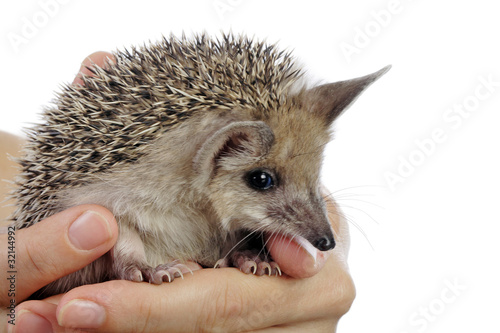little hedgehog in woman hand