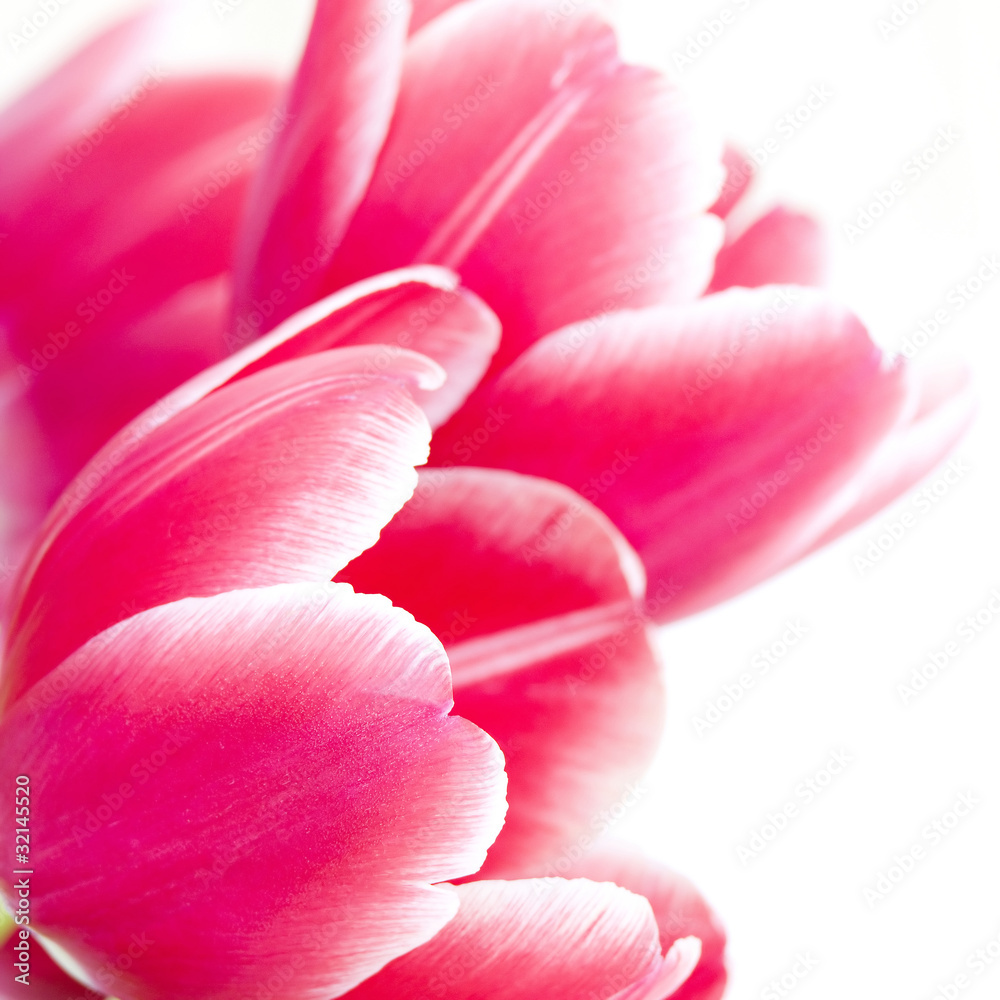 Macro shot of red tulip petals