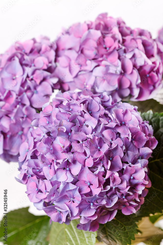 beautiful hydrangea