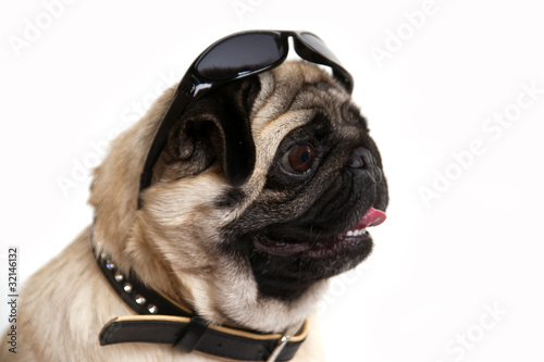 pug in sunglasses © Irina Igumnova