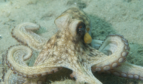 Common Octupus, picture taken in Palm Beach County, Florida.
