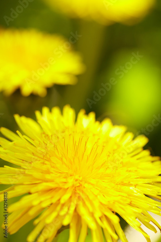 dandelion in green grass