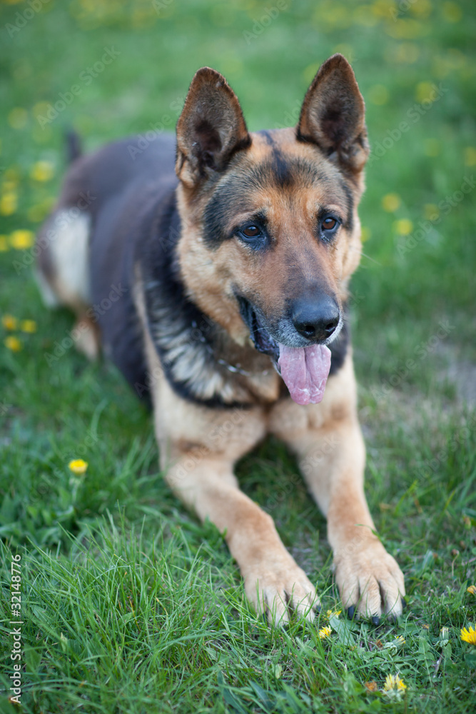 Clever German Shepherd dog lying in the spring grass