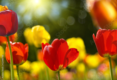 Tulips and the sun