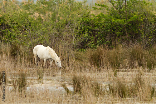 Camargue White Horses