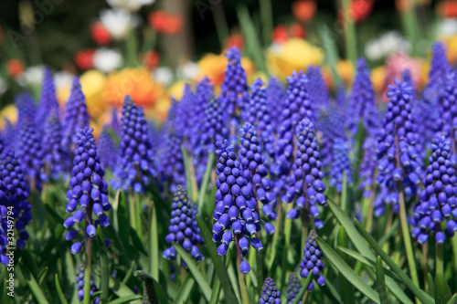 Muscari botryoides flowers in closeup