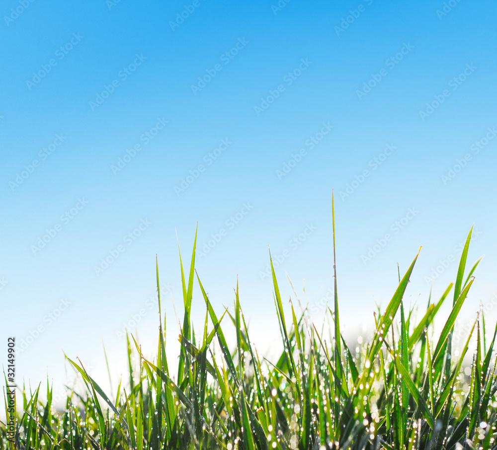 Obraz premium grass with dew