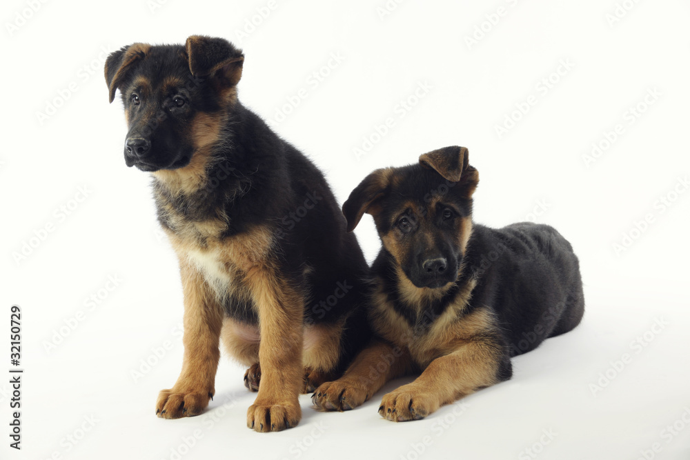 zwei jung Deutsche Schäferhund
