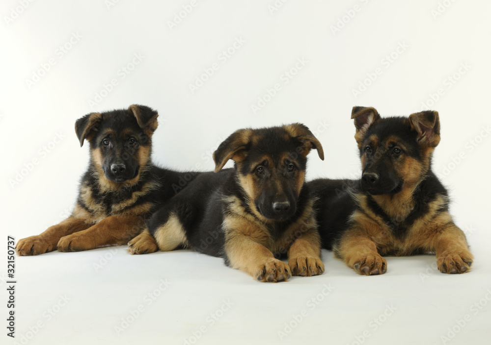 three german shepherd dogs together