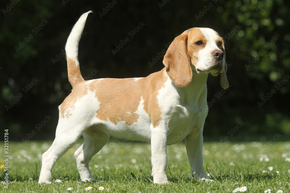 position standard pour le beagle