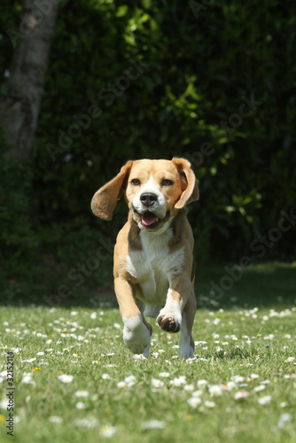 plaisir et vitalité du beagle