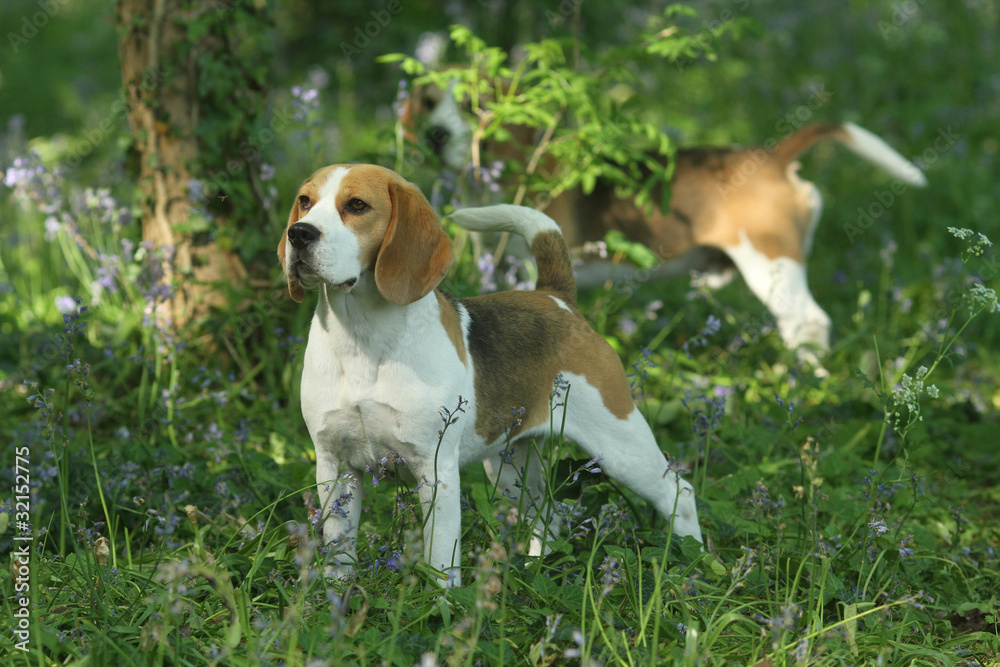 beautiful beagle outside