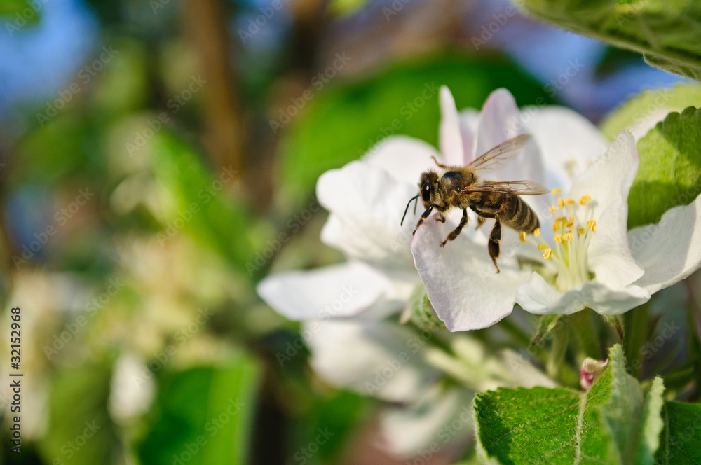 Spring. Flowering fruit tree. Bee pollinating flowers Spring. Flowering fruit tree. Bee pollinating flowers