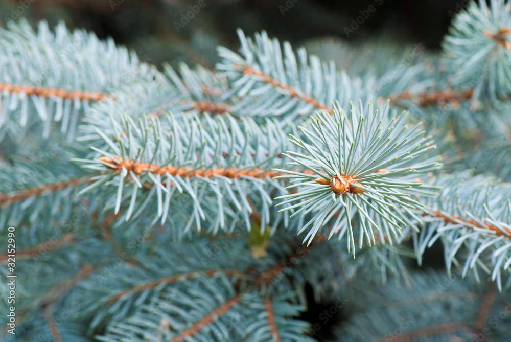 blue fir-tree blue fir-tree