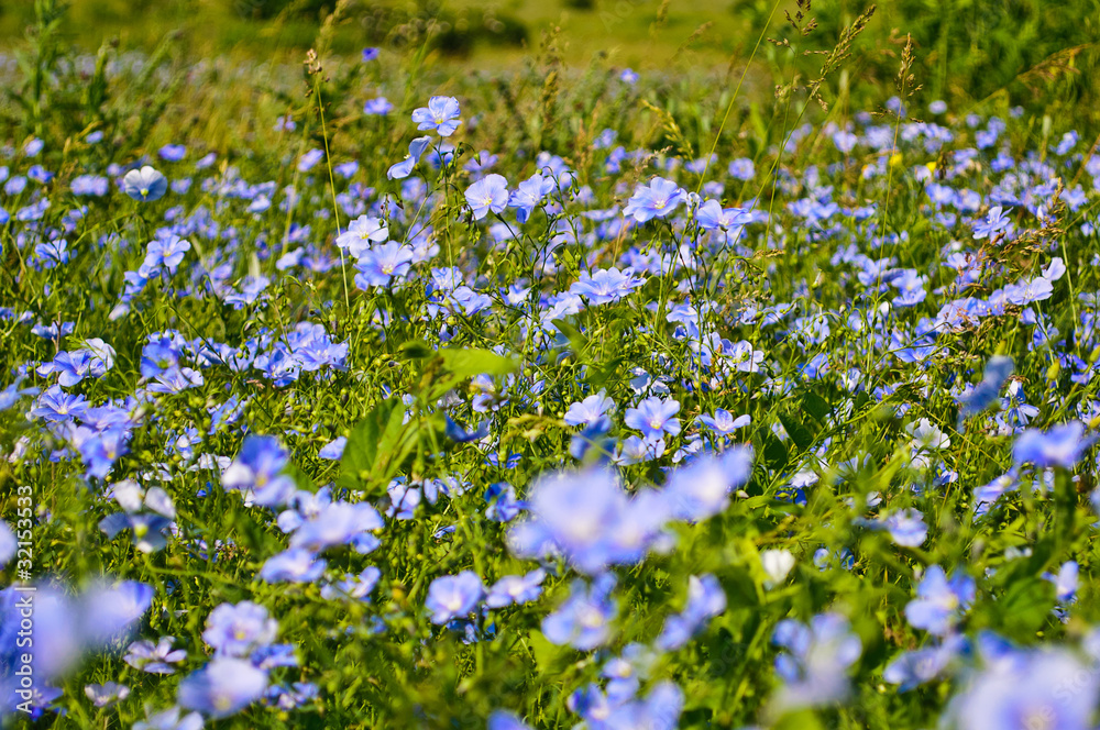 Blue wild flowers on the background of bright green grass Blue wild flowers on the background of bright green grass
