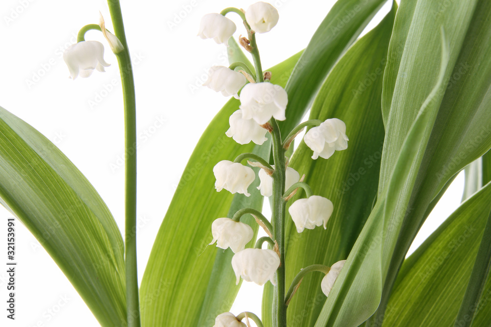 Obraz premium muguet