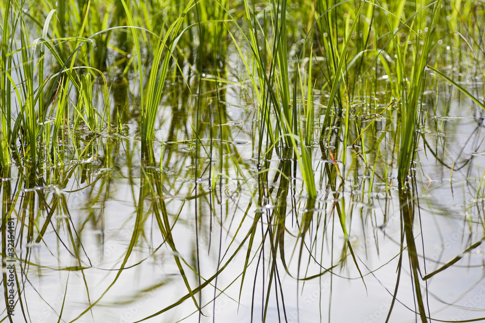Obraz premium Grass at the waters edge