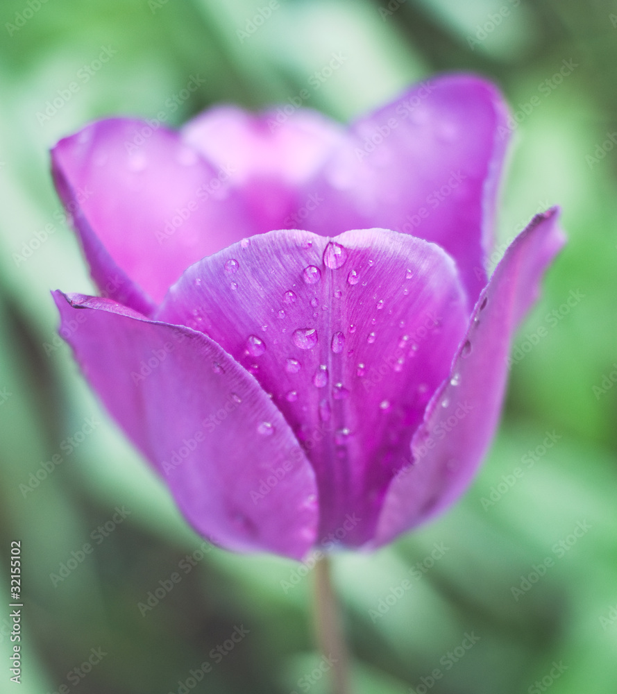 tulip tulip