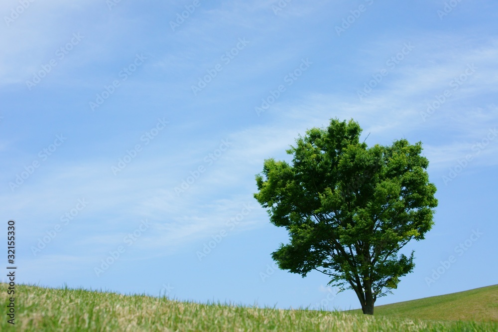 Fototapeta premium 芝生と木