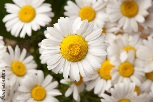 camomile