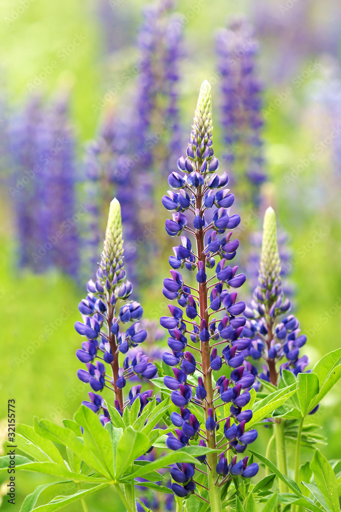 Obraz premium Lupinen, Lupines, Textraum, copy space, Hochformat