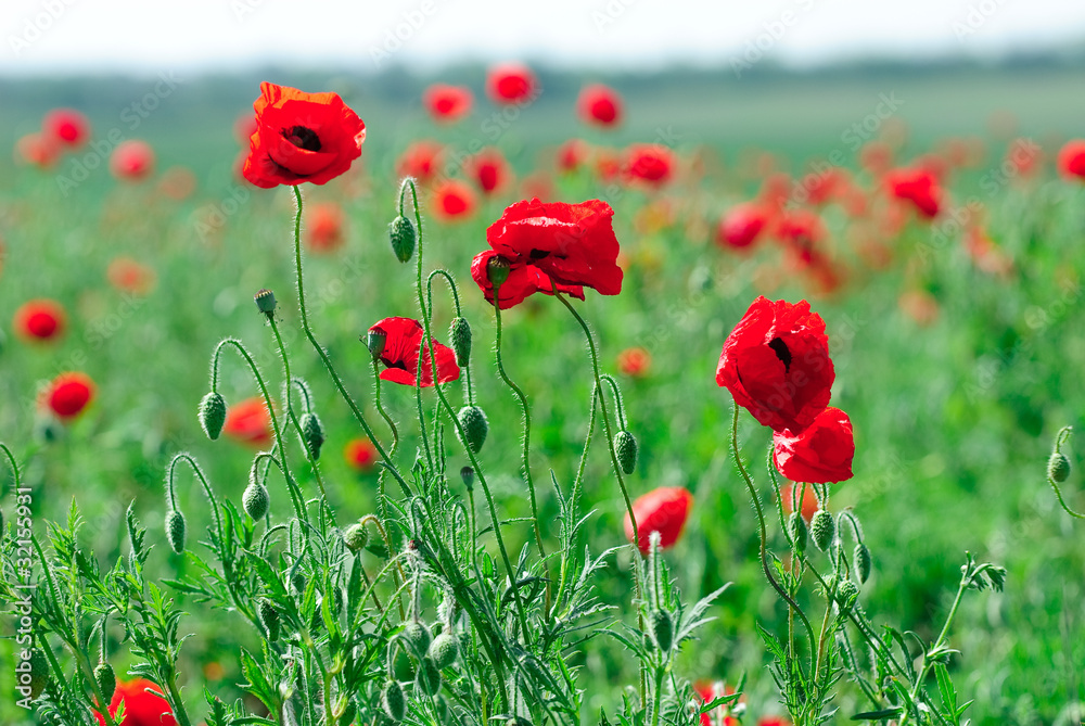 Fototapeta premium poppy