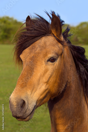 Portrait of a brown horse outdoors with green nature background.