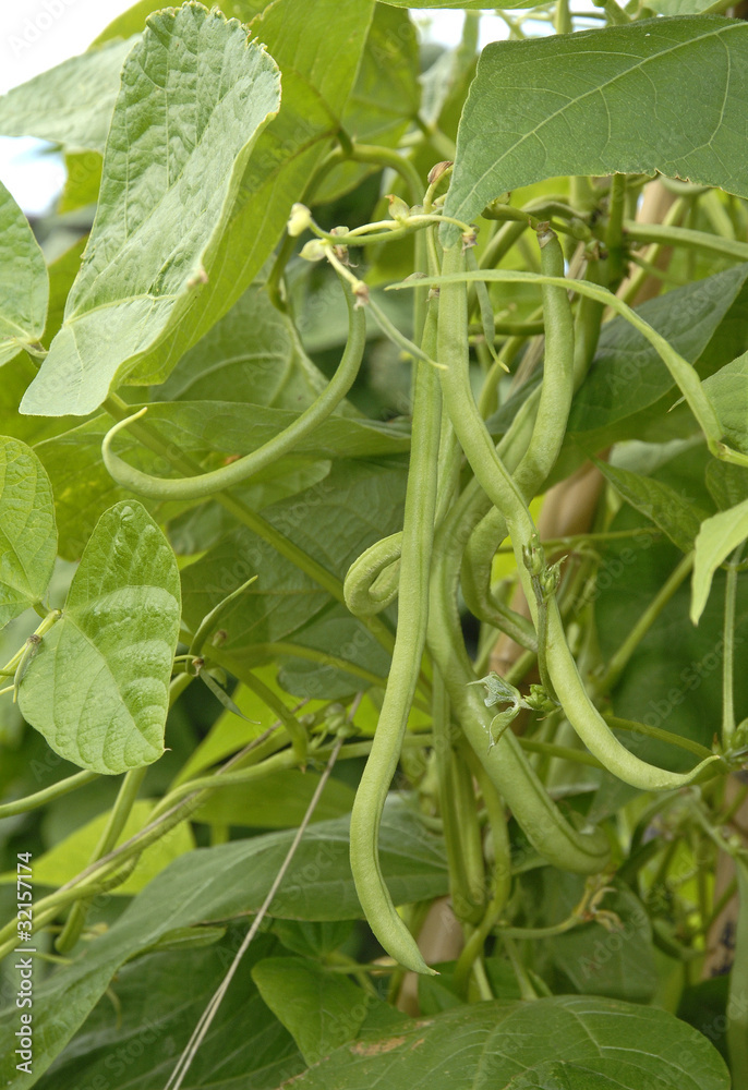 Fototapeta premium Haricot mangetout grimpant, Phaseolus vulgaris 'Emérite'