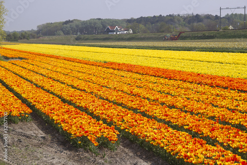 Flower Fields Holland