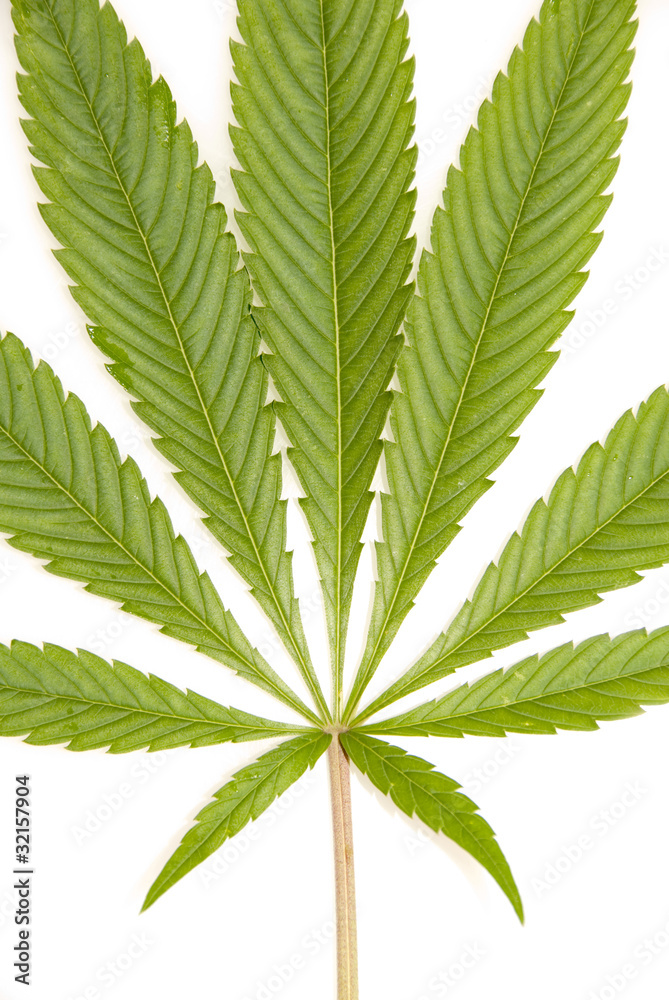 Marijuana Leaf Isolated on White