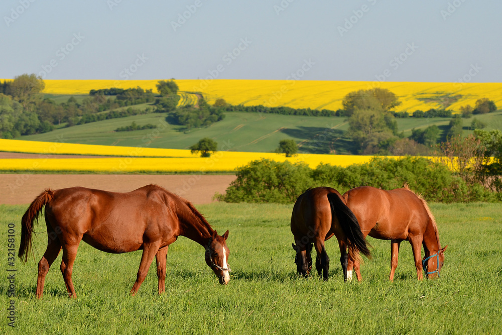 beautiful landscape with horses beautiful landscape with horses
