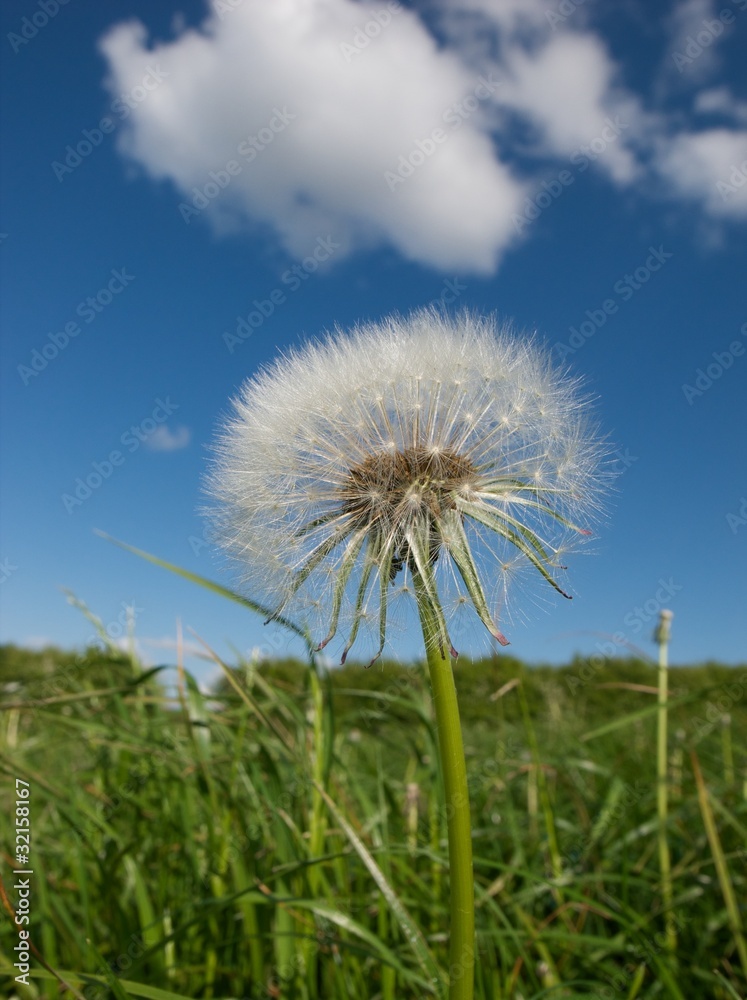 Dandelion seedhead