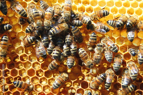 Pszczoły na plastrze miodu