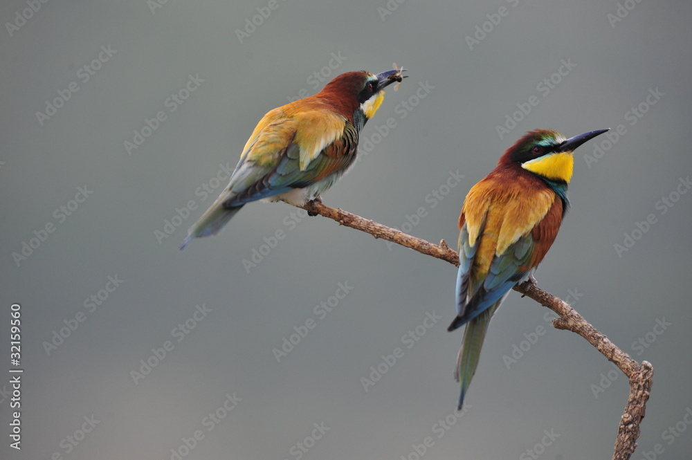 Obraz premium Bee-eater, Merops apiaster