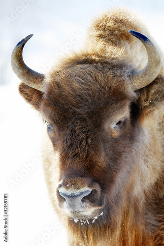 wild bison