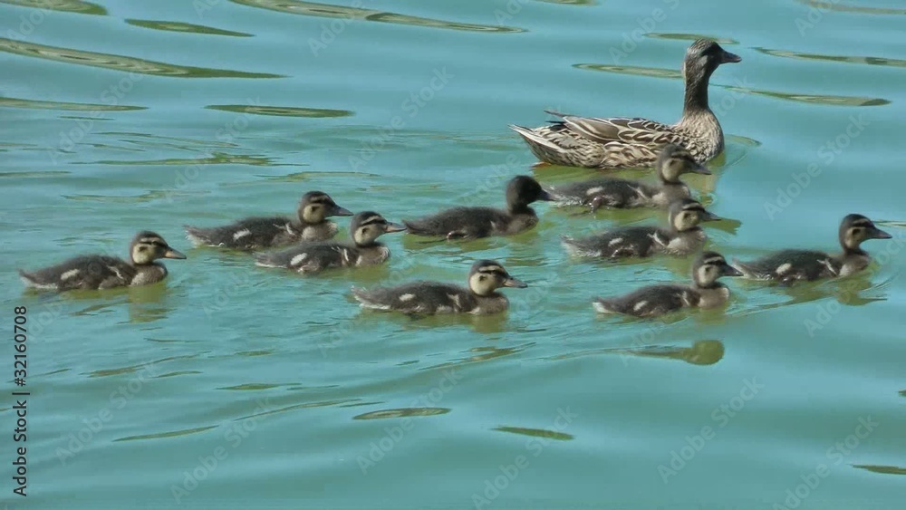 Nichée De Canetons Sur Les Flots