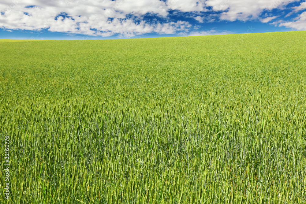 green wheat field with blue sky and clouds green wheat field with blue sky and clouds