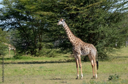 giraffa