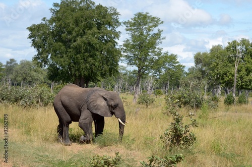 elefante © africa