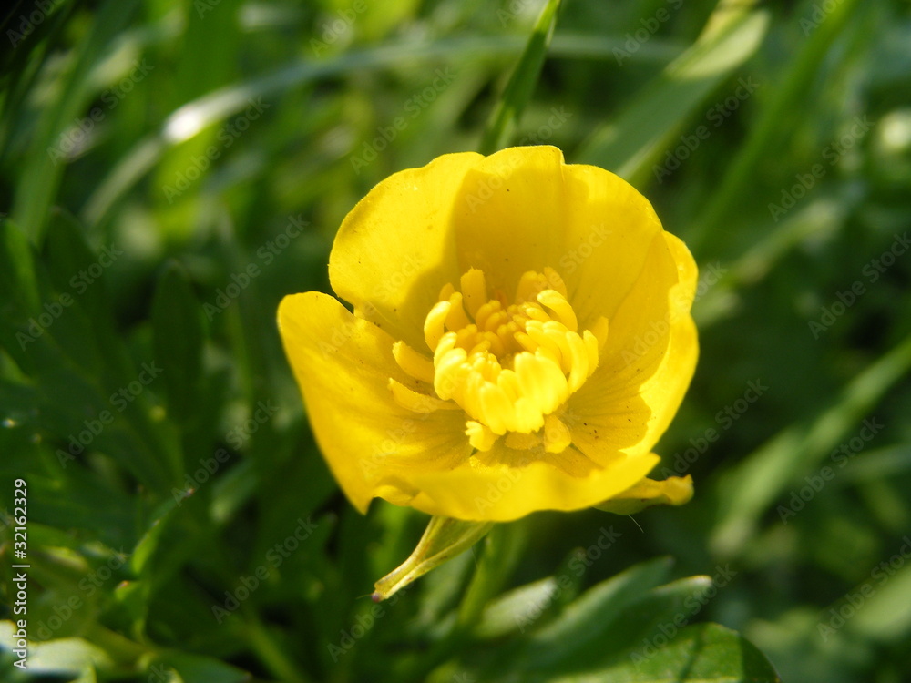 Obraz premium yellow flower