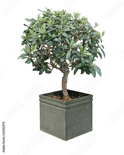 oliviers bonsaï